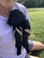 Cocoa , a male Miniature Bernedoodle for sale in Loogootee, IN – 2 of 2