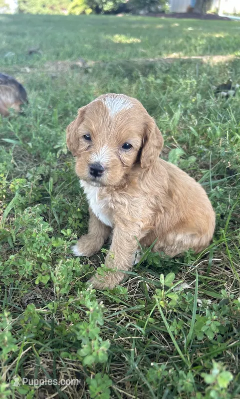 Biscuit – Miniature Bernedoodle puppy for sale in Loogootee, IN