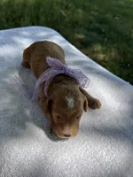 Honey, a female Miniature Bernedoodle for sale in Loogootee, IN – 3 of 3
