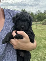 Cocoa, a male Miniature Bernedoodle for sale in Loogootee, IN – 2 of 2