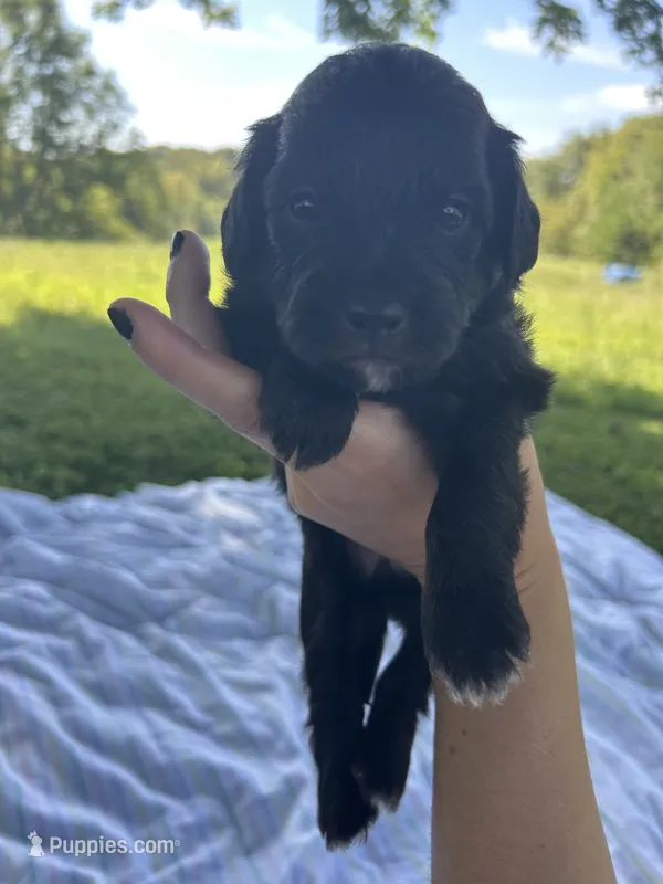Cupcake  – Miniature Bernedoodle puppy for sale in Loogootee, IN