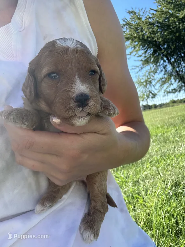 Honey – Miniature Bernedoodle puppy for sale in Loogootee, IN