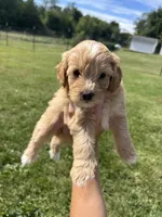 Sprinkles , a female Miniature Bernedoodle for sale in Loogootee, IN – 1 of 2