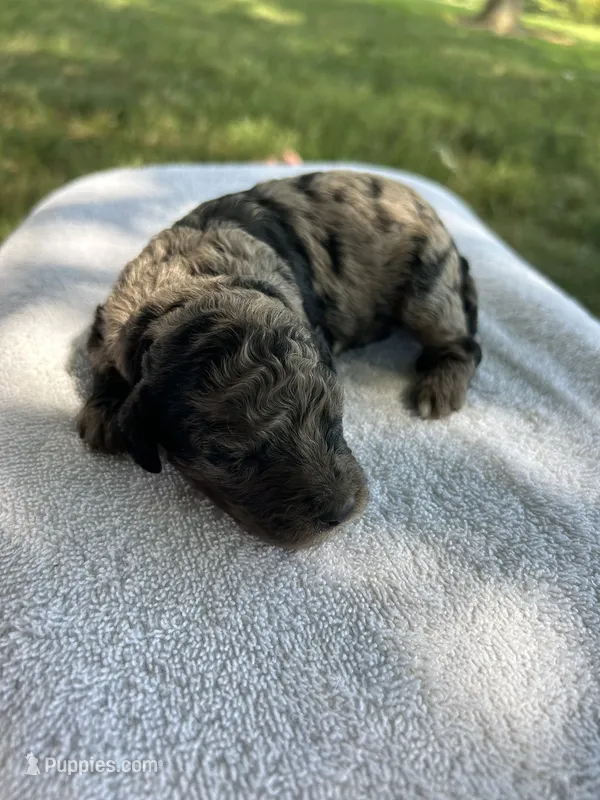 Mochi – Miniature Bernedoodle puppy for sale in Loogootee, IN
