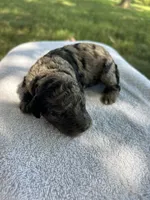 Mochi, a male Miniature Bernedoodle for sale in Loogootee, IN – 1 of 3