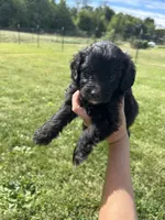 Cupcake , a female Miniature Bernedoodle for sale in Loogootee, IN – 1 of 2