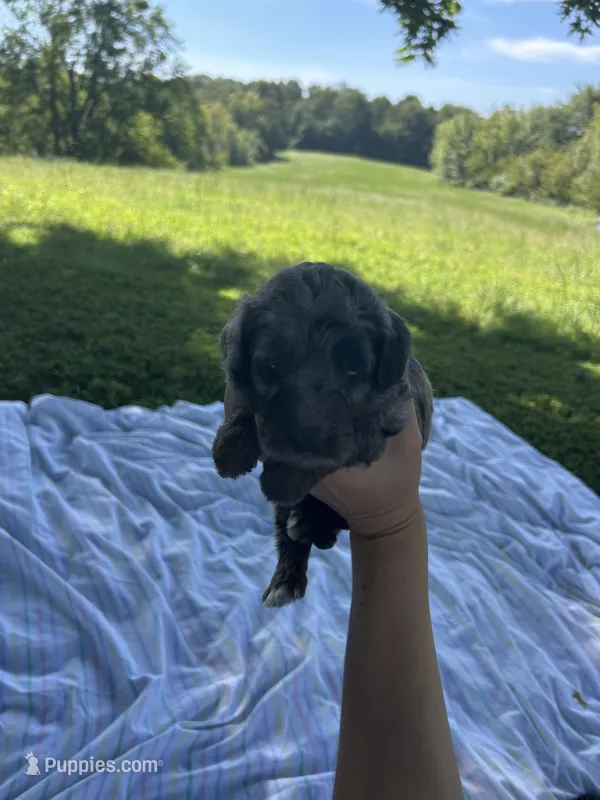 Cookie  – Miniature Bernedoodle puppy for sale in Loogootee, IN