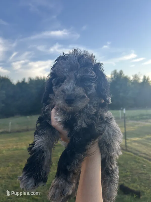Mochi  – Miniature Bernedoodle puppy for sale in Loogootee, IN