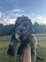Mochi , a male Miniature Bernedoodle for sale in Loogootee, IN – 1 of 2