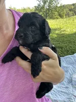 Cocoa , a male Miniature Bernedoodle for sale in Loogootee, IN – 1 of 2