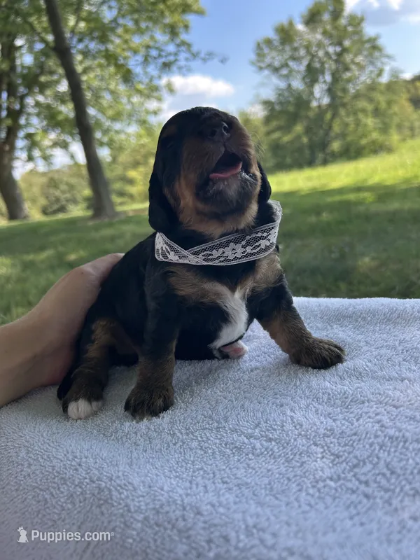 Peaches  – Miniature Bernedoodle puppy for sale in Loogootee, IN