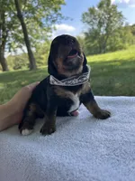 Peaches , a female Miniature Bernedoodle for sale in Loogootee, IN – 1 of 3