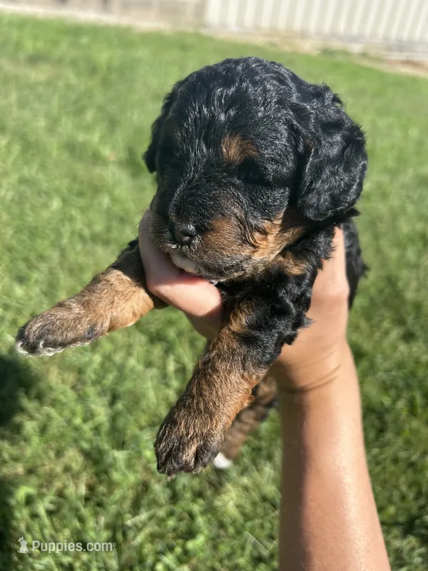 Poppy – Miniature Bernedoodle puppy for sale in Loogootee, IN