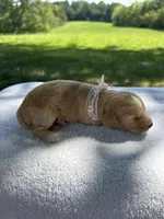 Sprinkles, a female Miniature Bernedoodle for sale in Loogootee, IN – 2 of 3