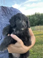Cupcake, a female Miniature Bernedoodle for sale in Loogootee, IN – 2 of 2