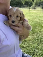 Sprinkles, a female Miniature Bernedoodle for sale in Loogootee, IN – 2 of 2