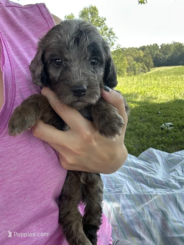 Cookie – Miniature Bernedoodle puppy for sale in Loogootee, IN