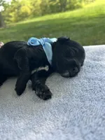 Cocoa , a male Miniature Bernedoodle for sale in Loogootee, IN – 3 of 3