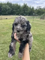 Mochi, a male Miniature Bernedoodle for sale in Loogootee, IN – 2 of 2