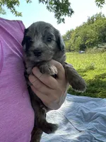 Oreo, a male Miniature Bernedoodle for sale in Loogootee, IN – 2 of 3