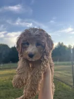 Honey, a female Miniature Bernedoodle for sale in Loogootee, IN – 2 of 2
