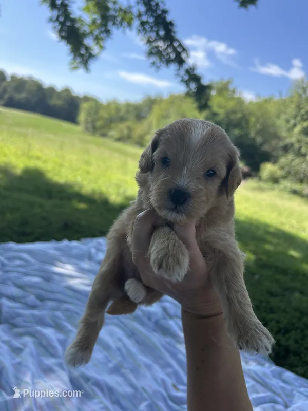 Sprinkles – Miniature Bernedoodle puppy for sale in Loogootee, IN