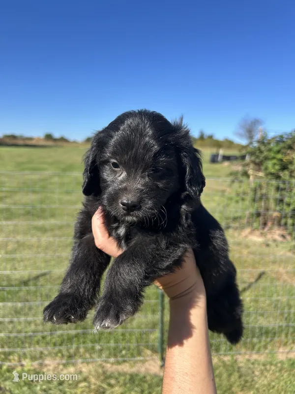 Cupcake – Miniature Bernedoodle puppy for sale in Loogootee, IN