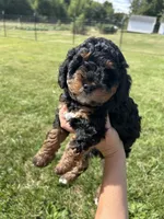 Poppy, a female Miniature Bernedoodle for sale in Loogootee, IN – 2 of 2
