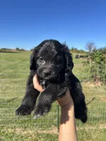 Cupcake, a female Miniature Bernedoodle for sale in Loogootee, IN – 2 of 2