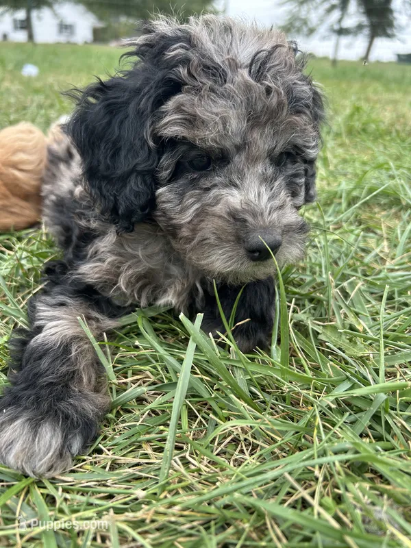 Mochi – Miniature Bernedoodle puppy for sale in Loogootee, IN