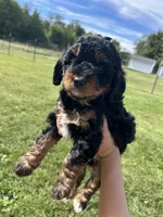 Peaches, a female Miniature Bernedoodle for sale in Loogootee, IN – 2 of 2