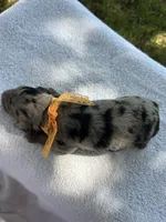 Oreo , a male Miniature Bernedoodle for sale in Loogootee, IN – 2 of 3