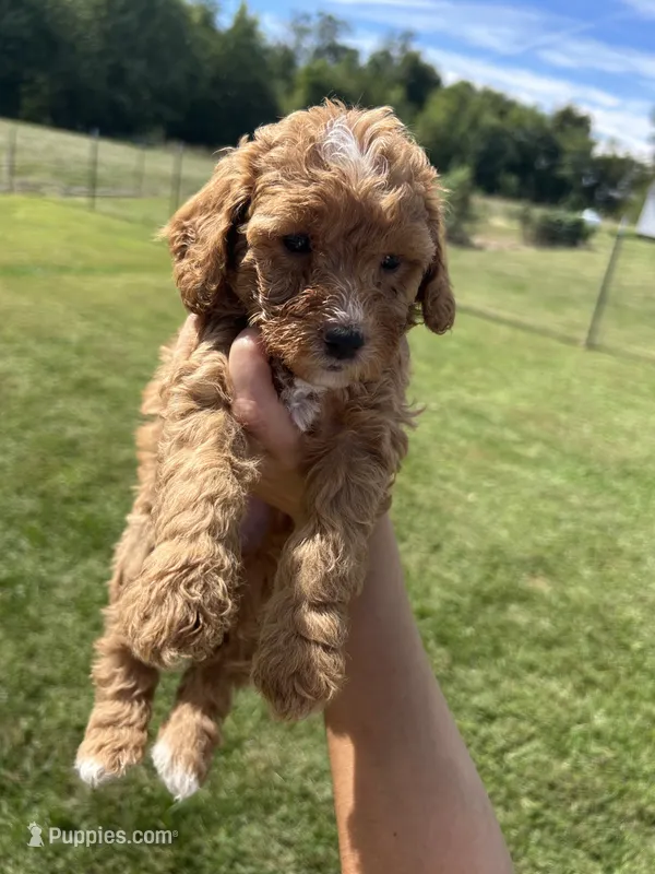 Honey – Miniature Bernedoodle puppy for sale in Loogootee, IN