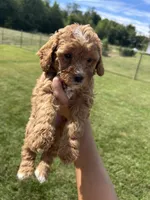 Honey, a female Miniature Bernedoodle for sale in Loogootee, IN – 1 of 2