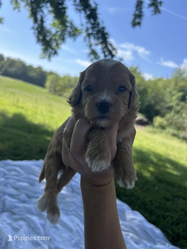 Biscuit  – Miniature Bernedoodle puppy for sale in Loogootee, IN