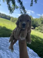 Biscuit , a male Miniature Bernedoodle for sale in Loogootee, IN – 1 of 2