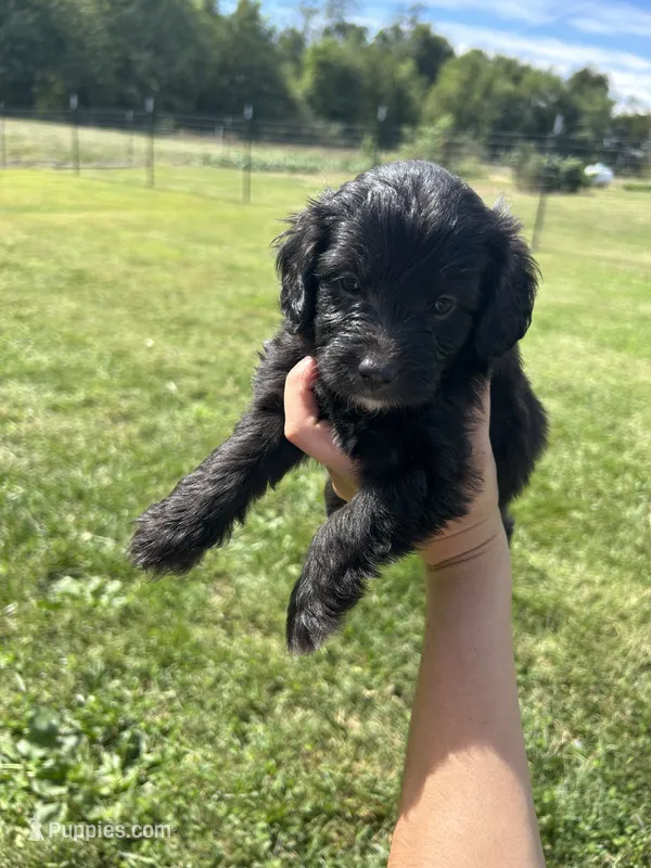 Cupcake  – Miniature Bernedoodle puppy for sale in Loogootee, IN