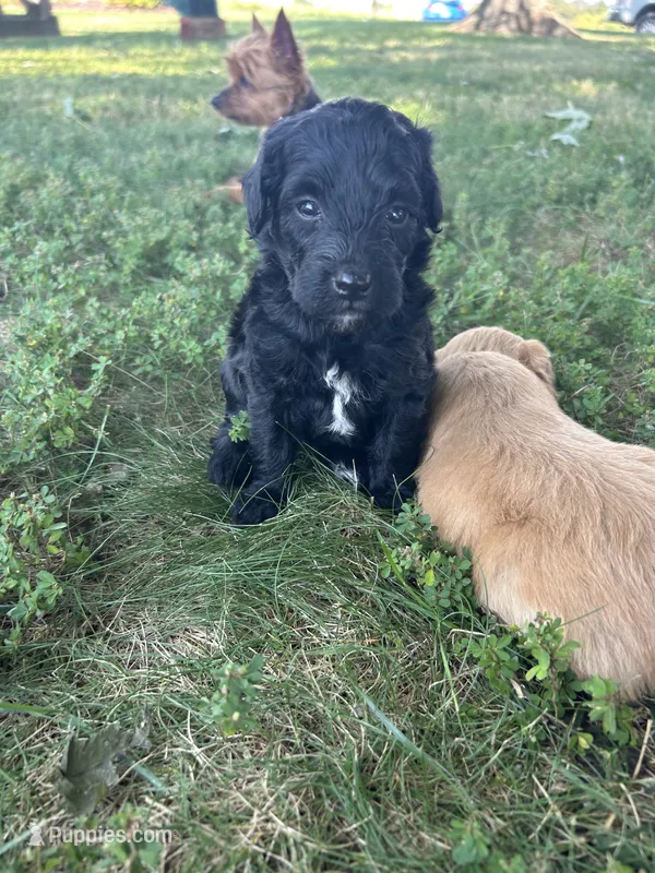Cocoa  – Miniature Bernedoodle puppy for sale in Loogootee, IN