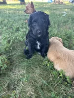 Cocoa , a male Miniature Bernedoodle for sale in Loogootee, IN – 1 of 2
