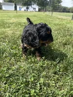 Peaches, a female Miniature Bernedoodle for sale in Loogootee, IN – 2 of 2