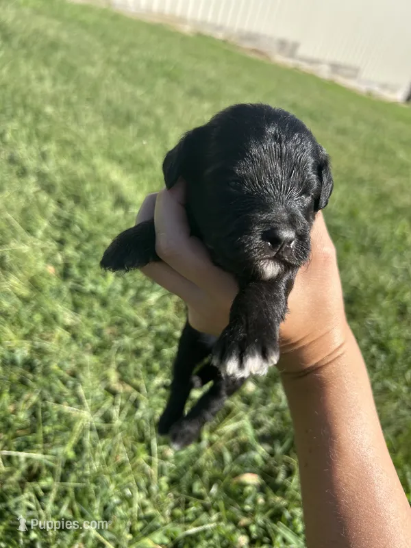 Cupcake  – Miniature Bernedoodle puppy for sale in Loogootee, IN