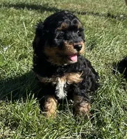 Peaches, a female Miniature Bernedoodle for sale in Loogootee, IN – 2 of 2