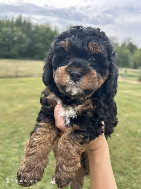 Poppy – Miniature Bernedoodle puppy for sale in Loogootee, IN