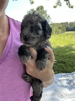 Mochi, a male Miniature Bernedoodle for sale in Loogootee, IN – 3 of 3