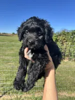 Cocoa, a male Miniature Bernedoodle for sale in Loogootee, IN – 1 of 2