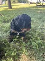 Peaches, a female Miniature Bernedoodle for sale in Loogootee, IN – 2 of 3