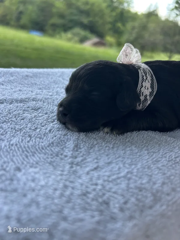 Cupcake  – Miniature Bernedoodle puppy for sale in Loogootee, IN