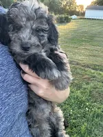 Mochi , a male Miniature Bernedoodle for sale in Loogootee, IN – 2 of 2