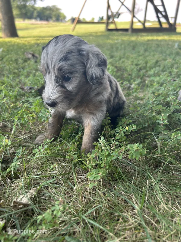 Oreo – Miniature Bernedoodle puppy for sale in Loogootee, IN