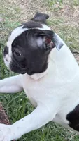 Male Puppy, a male Boston Terrier for sale in Gulfport, MS – Photo 2 of 3